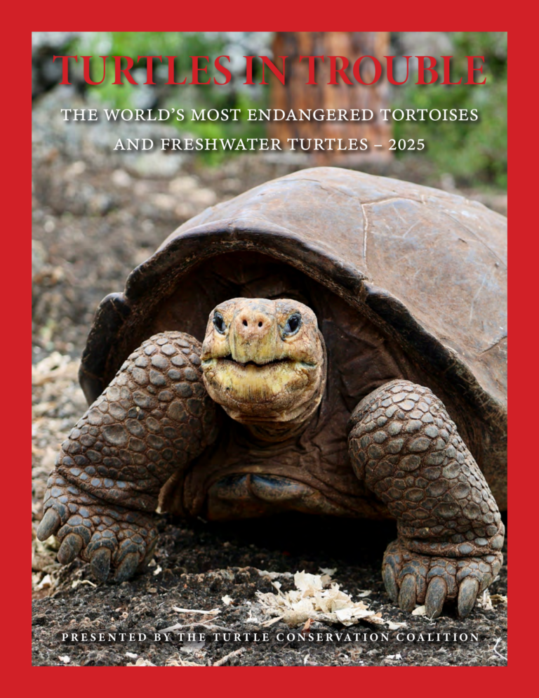 Turtles in Trouble – 2025